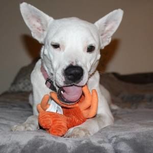 Meet your Posher, Justuce